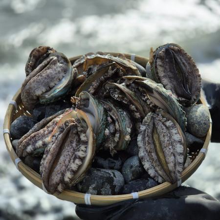 완도 활 전복 3kg(16-18미),벌크포장 가능