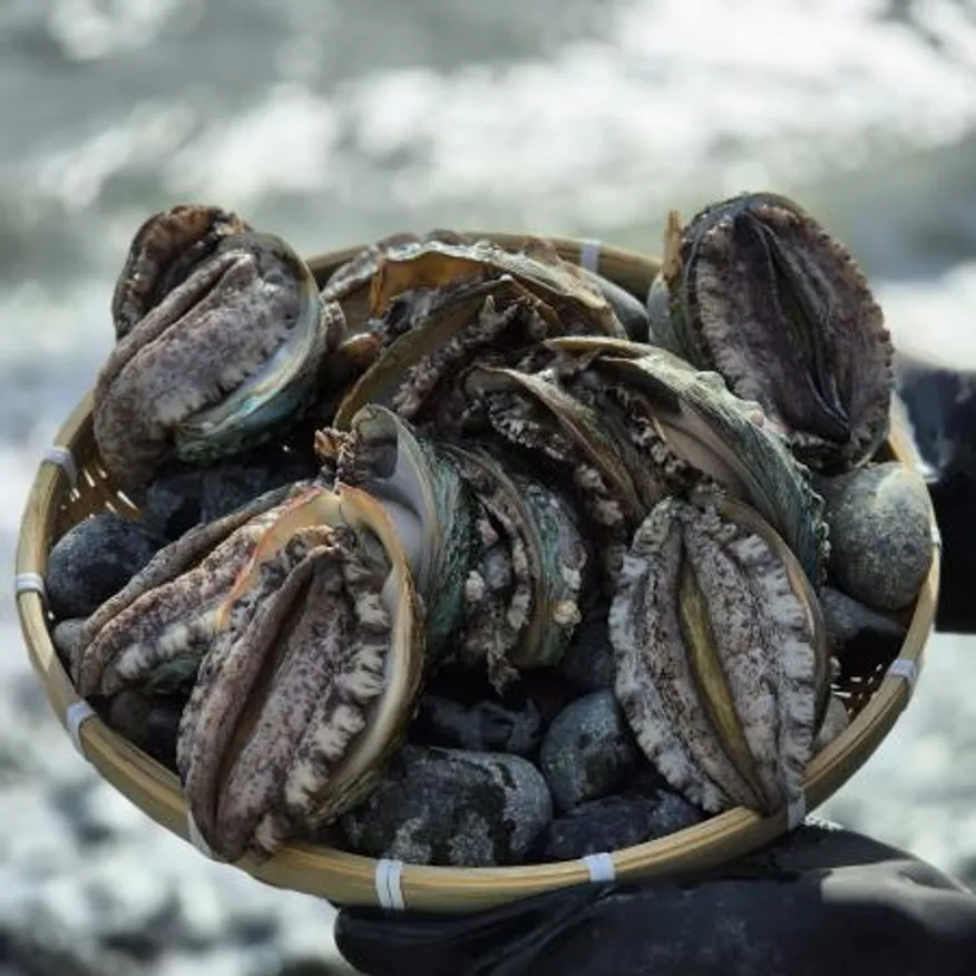 완도 활 전복 3kg(12-14미),벌크포장 가능 이미지