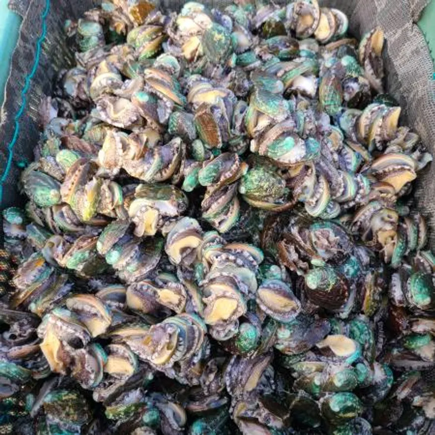 완도 활 전복 8kg(16-18미),벌크포장 가능 이미지