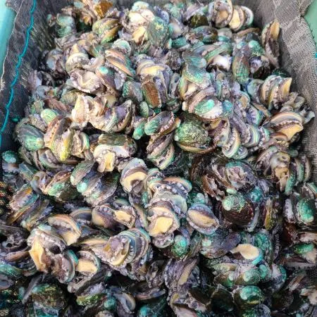 완도 활 전복 8kg(16-18미),벌크포장 가능 이미지