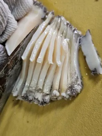 완도 전복 슬라이스 1kg 이미지