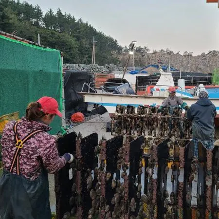 완도 활 전복 10kg(18-22미),벌크포장 가능 이미지