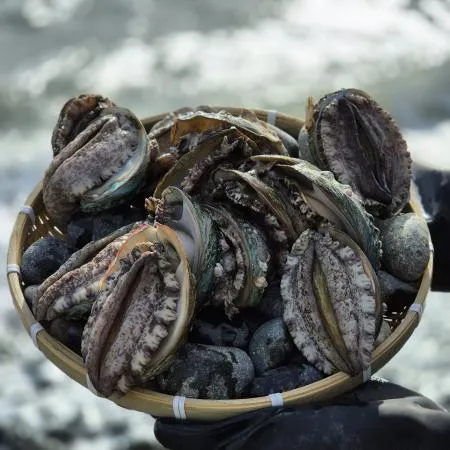 완도 활 전복 6kg(8-9미),벌크포장 가능 이미지
