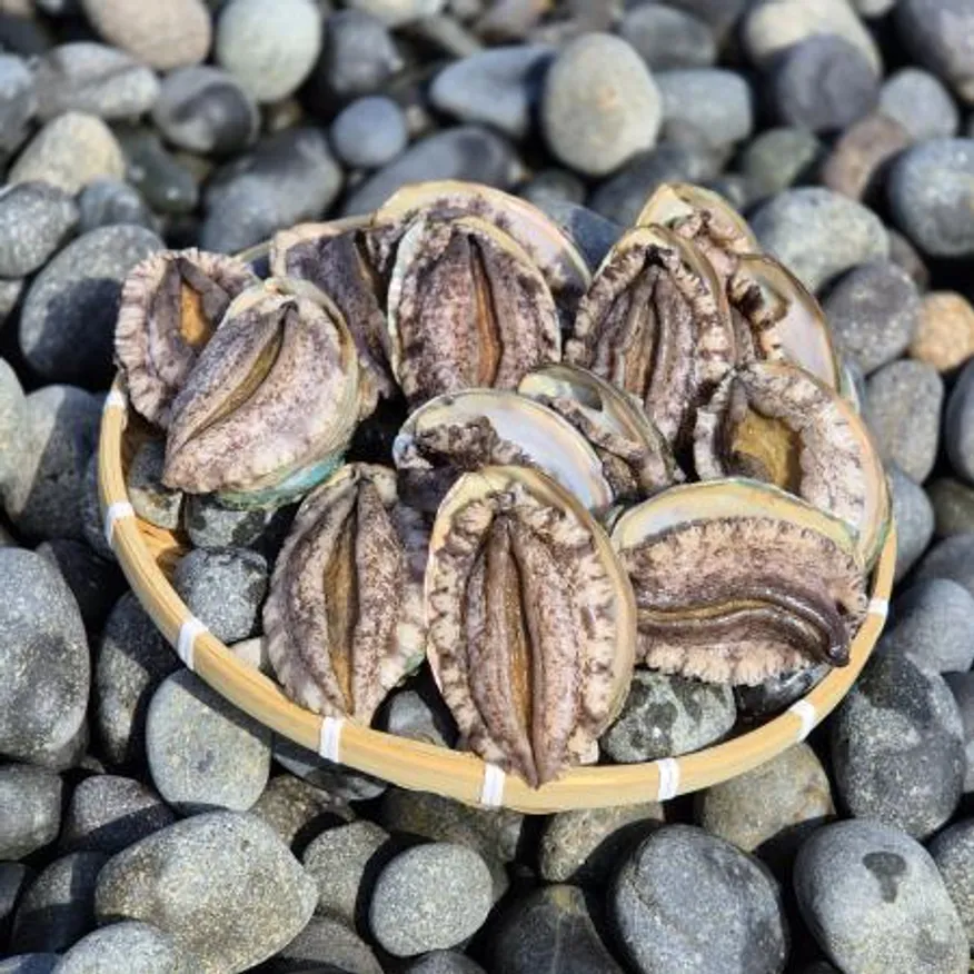 완도 활 전복 3kg(12-14미),벌크포장 가능 이미지