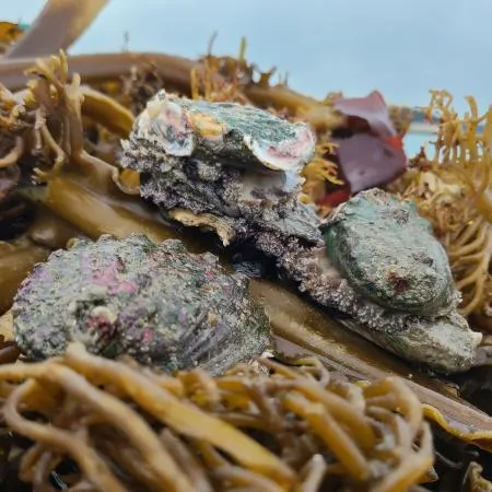 완도 활 전복 5kg(10-11미),벌크포장 가능 이미지