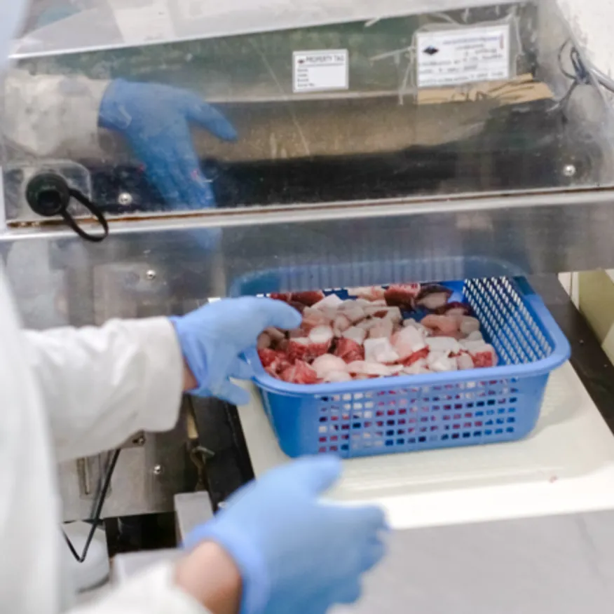 타코야끼문어 냉동 자숙 삶은 필리핀 절단 문어 1~2cm 10kg 이미지