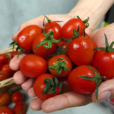 [무료배송]스테비아 방울 토마토 500g 2팩 1kg 이미지