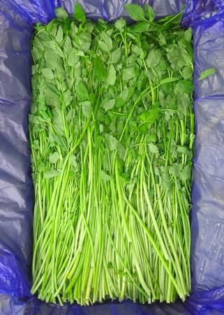 ★ 정품 특상품 ★ 돌미나리 ( 4kg 내외)