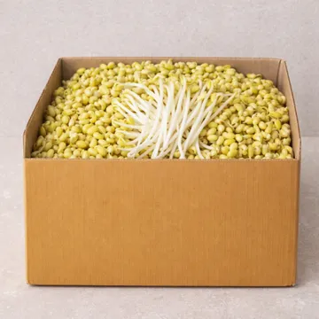 ★ 식자재 특가상품 ★ 일자콩나물 3.5kg 국내산 1박스