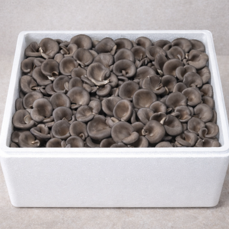 ★식자재전용★ / 느타리버섯 / 특 / 국내산 / 2kg / 1박스