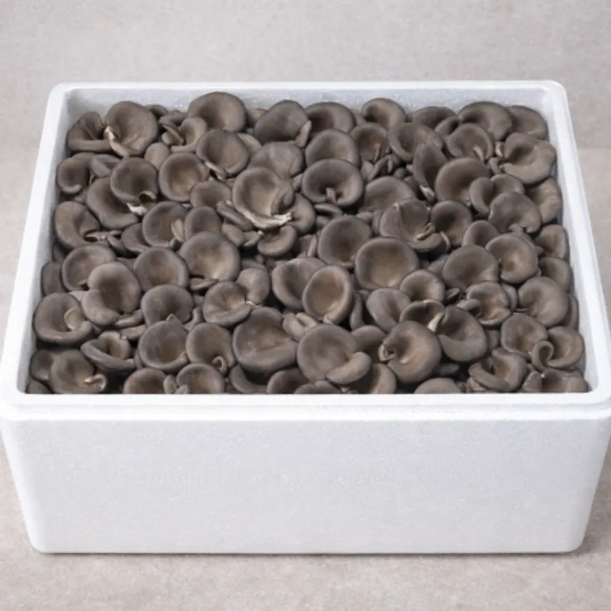 ★식자재전용★ / 느타리버섯 / 특 / 국내산 / 2kg / 1박스 이미지