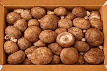 ★ 식자재 특가상품 ★ 표고버섯 상 1kg 국내산 1봉