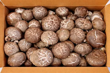 ★ 식자재 특가상품 ★ 표고버섯 상 1kg 수입산 1박스