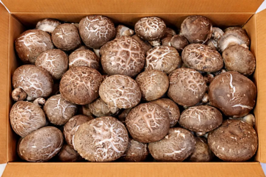 ★ 식자재 특가상품 ★ 표고버섯 상 1kg 수입산 1박스 이미지