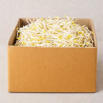 ★ 식자재 특가상품 ★ 곱슬이콩나물 3.5kg 국내산 1박스