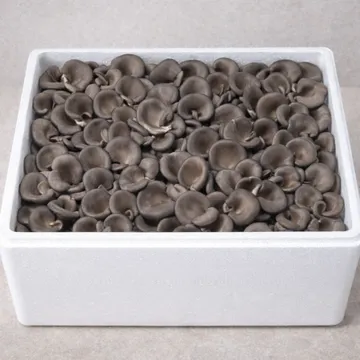 ★ 식자재 특가상품 ★ 꽃느타리버섯 상 2kg 국내산 1박스