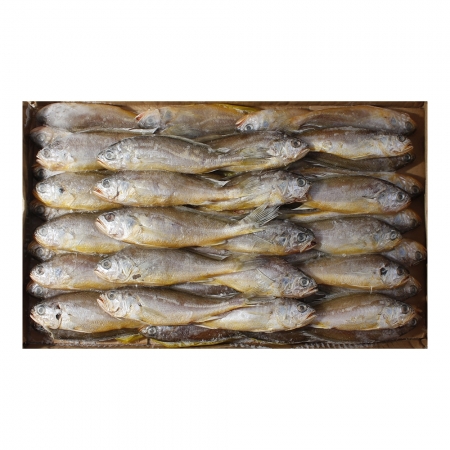 조기(100/150) 2.4kg(50~53미)