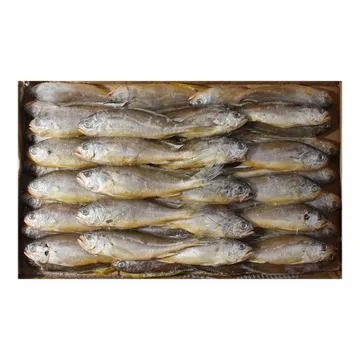 조기(100/150) 2.4kg(50~53미)