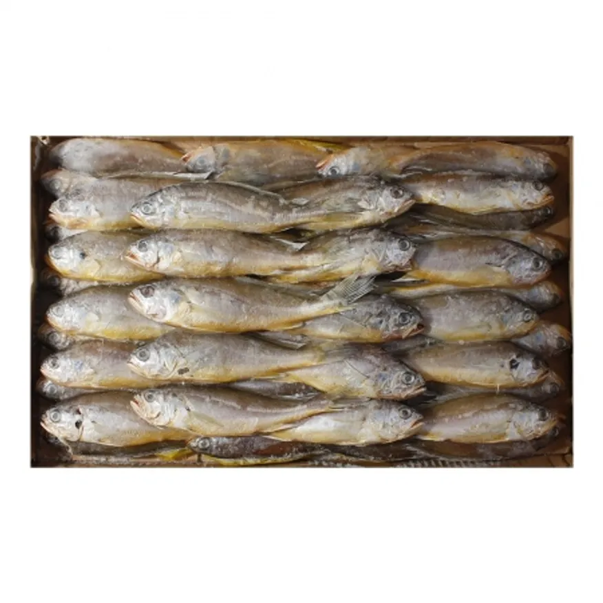 조기(100/150) 2.4kg(50~53미) 이미지