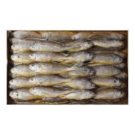 조기(100/150) 2.4kg(50~53미)