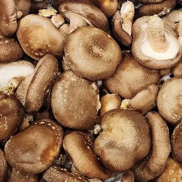 표고버섯 1kg 국내산