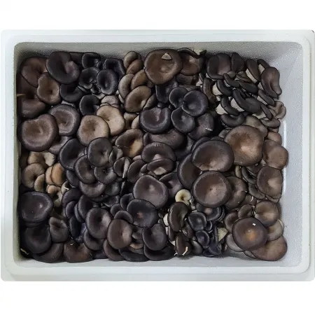 꽃느타리버섯 2kg 1박스 상등급