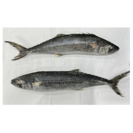 삼치(냉동/500-700/국산)5kg