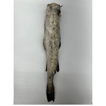동태(머리,내장제거/러시아산/250g내외/냉동)1마리