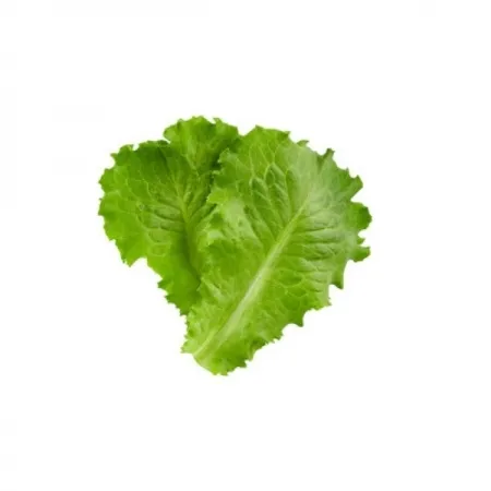 청상추(상품/국산)1kg 이미지