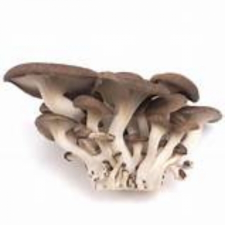 느타리버섯(찹찹이/국산)100g