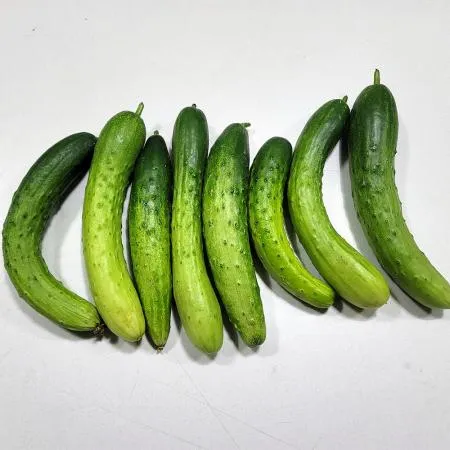 ★하늘농원★ 못난이 백오이 10kg 국내산 이미지