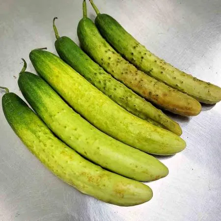 ★하늘농원★ 못난이 백오이 10kg 국내산 이미지