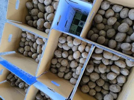 [싱싱야채소]국내산 26년 신선 햇감자10kg (중) 이미지
