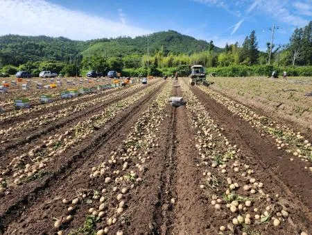 [싱싱야채소]국내산 25년 신선 햇감자10kg (대) 이미지