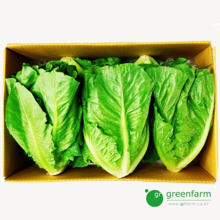 통로메인  통상추(1.8kg - 2kg) 박스, 박스판매