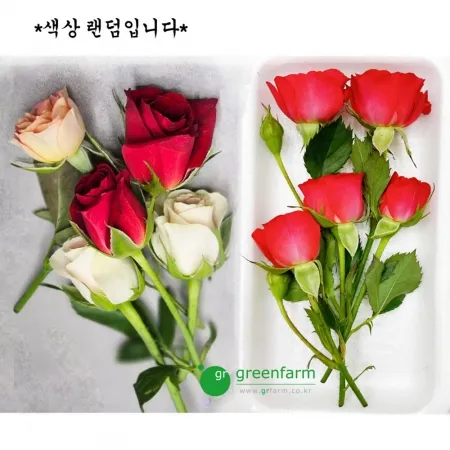 장미 10팩(5송이X10) - 장식장미 색상랜덤 발송