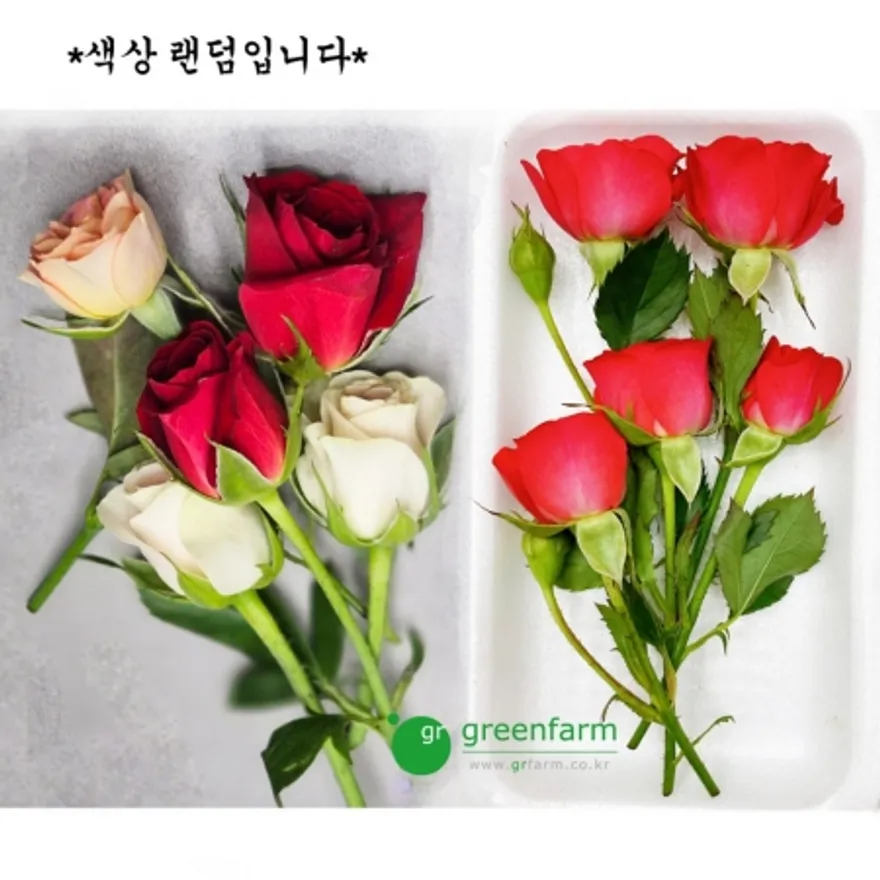 장미 10팩(5송이X10) - 장식장미 색상랜덤 발송 이미지