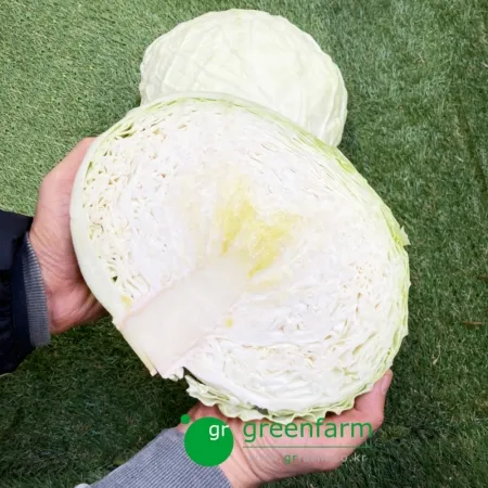 양배추 1통(약2.3키로)