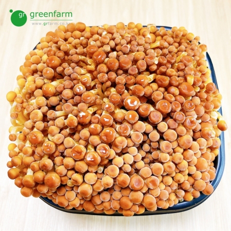 황금송이버섯 1팩