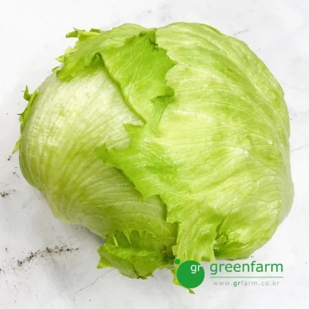 양상추 1통 - (약400g)