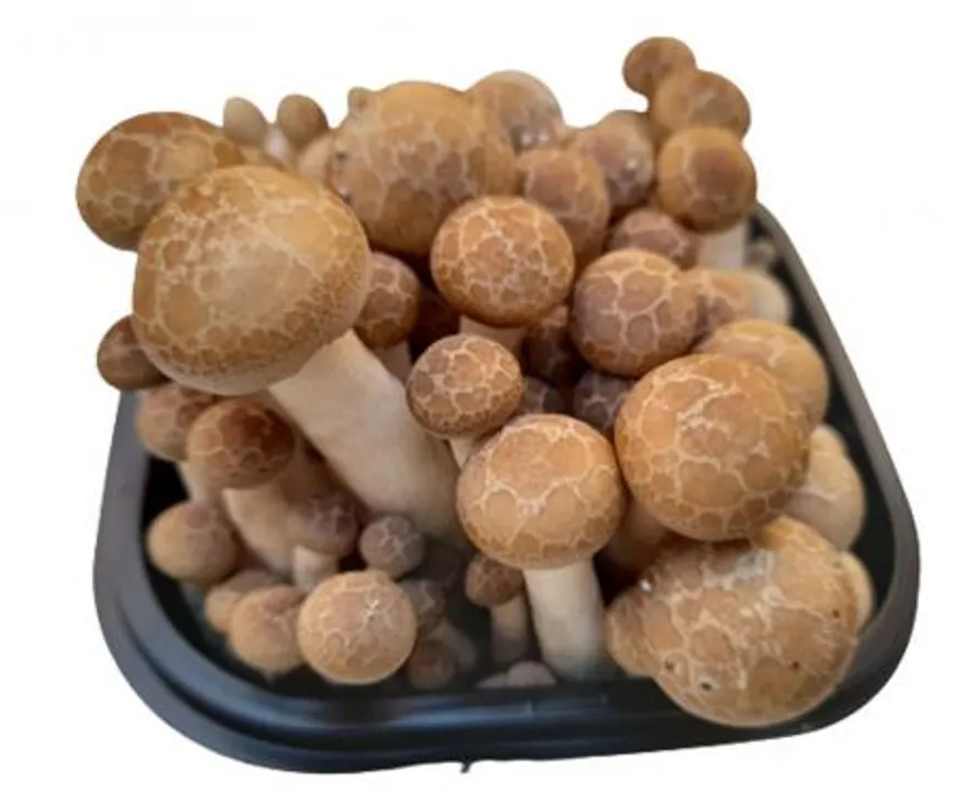 (갈색)만가닥 버섯/박스/10개입/150g 이미지