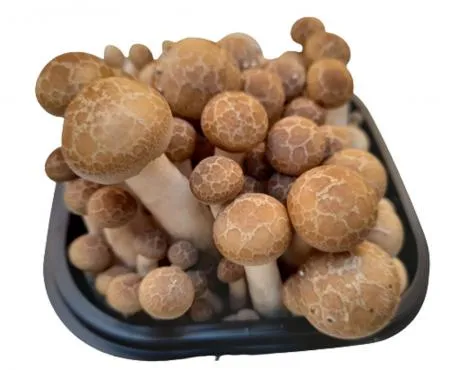 (갈색)만가닥 버섯/박스/10개입/150g 이미지