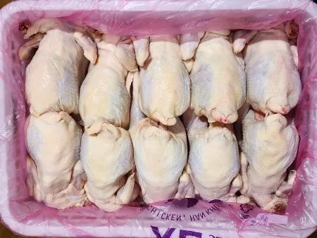 싱그린FS 국내산 생닭 성계 노계 1.4kg 이상 10마리 백숙용 닭육수용 일본라멘용 닭곰탕용 냉동(벌크) 大사이즈