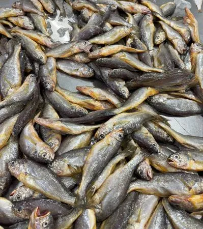 참조기[급냉] 15kg 국내산(목포) 1짝/ 고소한 맛이 일품인 특품! 이미지