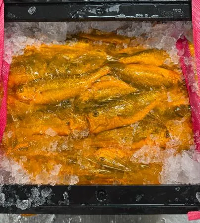참조기[급냉] 15kg 국내산(목포) 1짝/ 고소한 맛이 일품인 특품!