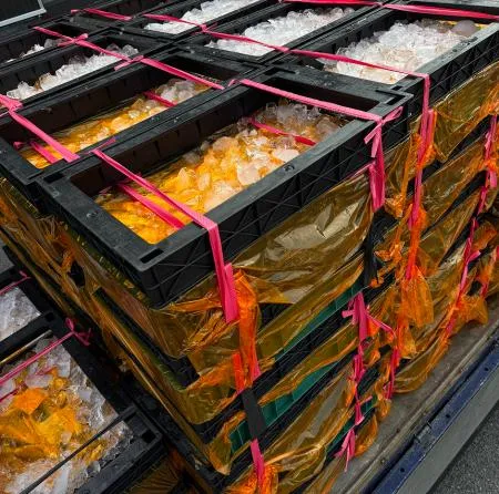 참조기[급냉] 15kg 국내산(목포) 1짝/ 고소한 맛이 일품인 특품! 이미지