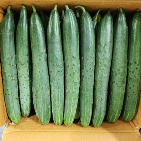 [스마일푸드] 청오이 특 10kg(50개) 국내산 박스