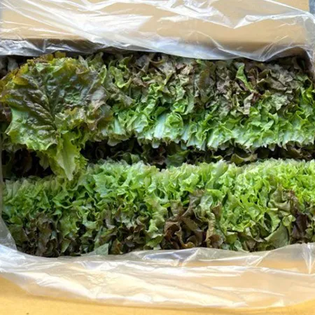 [스마일푸드]꽃상추 상 4kg
