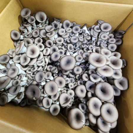 [스마일푸드]느타리버섯 국내산 2kg