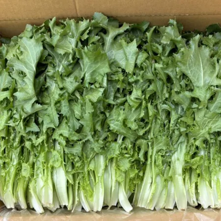 [스마일푸드] 치커리 특 국내산 2kg 박스